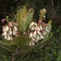 Elaeocarpus coriaceus Hook.